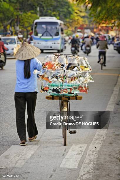 Woman selling alive fishes in plastic bags on October 30, 2010 in Ha Long city, Vietnam.