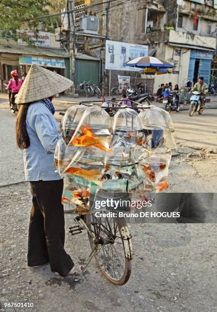 Woman selling alive fishes in plastic bags on October 30, 2010 in Ha Long city, Vietnam.