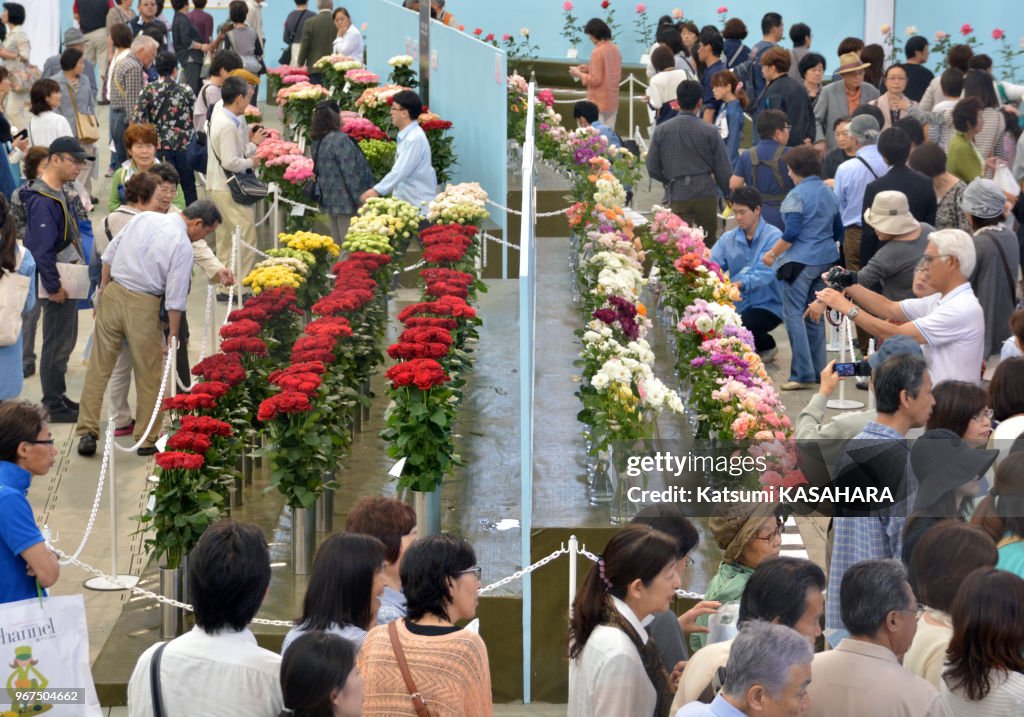 Exposition de roses