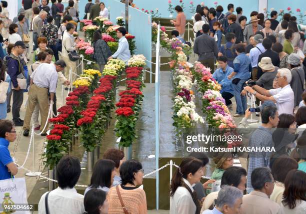 Environ un million de roses exposées du 16 au 17 mai 2015 lors de 'International Roses and Gardening Show' sur le terrain du stade de baseball 'Seibu...