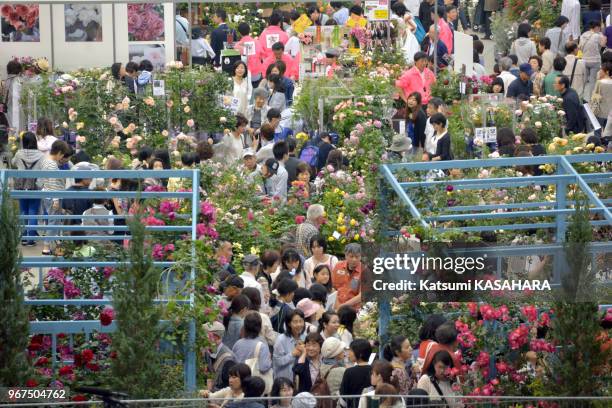Environ un million de roses exposées du 16 au 17 mai 2015 lors de 'International Roses and Gardening Show' sur le terrain du stade de baseball 'Seibu...