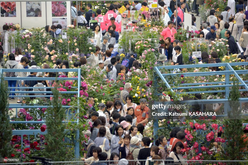 Exposition de roses