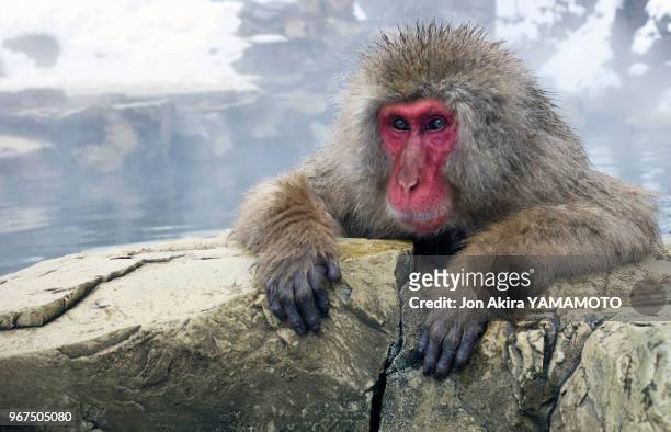 Macaque japonais dans le parc aux singes de Jigokudani, Yamanouchi, Japon.