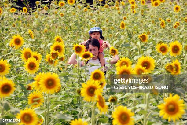 Woman walks in a field of sunflowers at the Zama Sunflowers Festival in Zama in Kanagawa prefecture on August 13, 2016. Summer vacationers enjoy some...