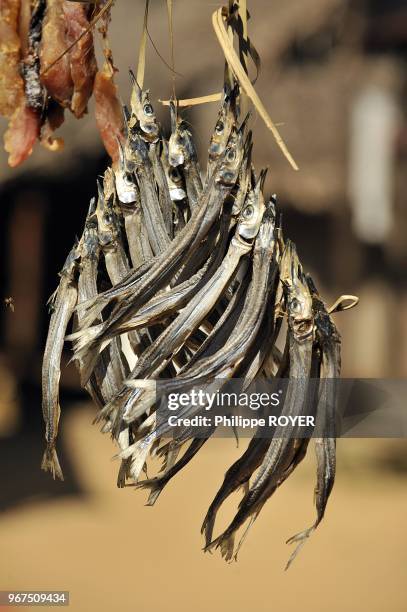 Swordfish, Nosy Komba, Madagascar.
