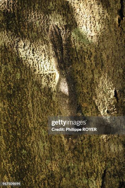 Jabot leaf tail gecko, uroplatus henkeli, national park of Ankarana, Madagascar.