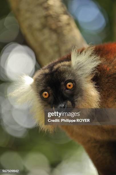 Lemur in Nosy Komba, Madagascar,eulemur macaco macaco.