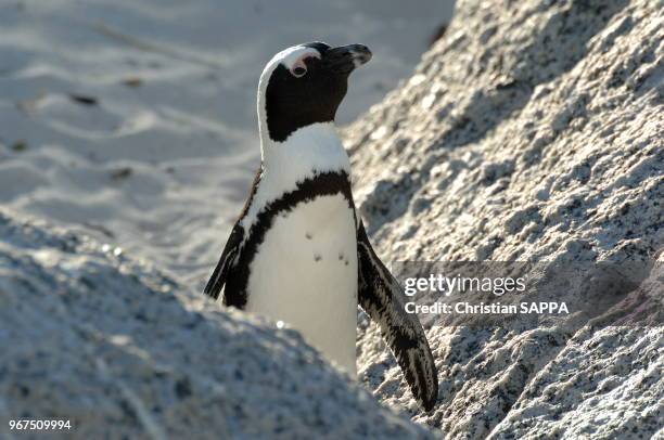 Pingouin sur la plage Bouder's beach près de Simon's Town, 21 janvier 2010, Western Cape, Afrique du Sud.