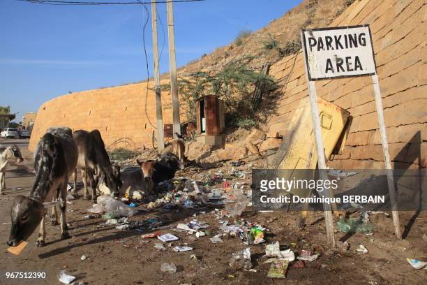 Pollution au pied des remparts de la forteresse de Jaisalmer, vaches mangeant les déchets sur un parking, 230 décembre 2016, Rajasthan, Inde.