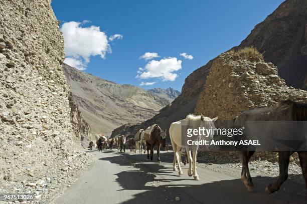 India, Ladakh, Markha Valley, horses walking in the Himalayas.
