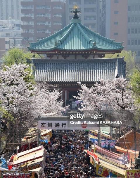 Pique-nique 'Hanani' dans le parc de Ueno le week end du printemps sous des cerisiers en fleurs le 29 mars 2015 à Tokyo, Japon.
