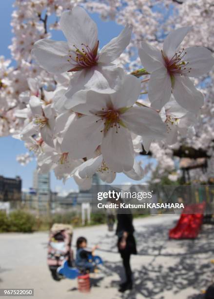 Une mère et sa fille dans le parc de Sotobori le week end du printemps sous des cerisiers en fleurs le 29 mars 2015 à Tokyo, Japon.