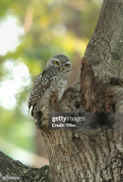 lovely couple bird, spotted owlet - brama stock pictures, royalty-free photos & images