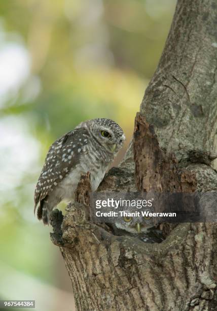 lovely couple bird, spotted owlet - brama stock pictures, royalty-free photos & images