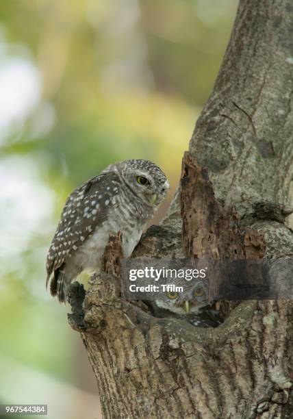 lovely couple bird, spotted owlet - brama 個照片及圖片檔