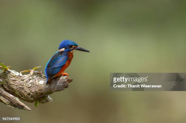 blue-eared kingfisher - white perch fish stock pictures, royalty-free photos & images