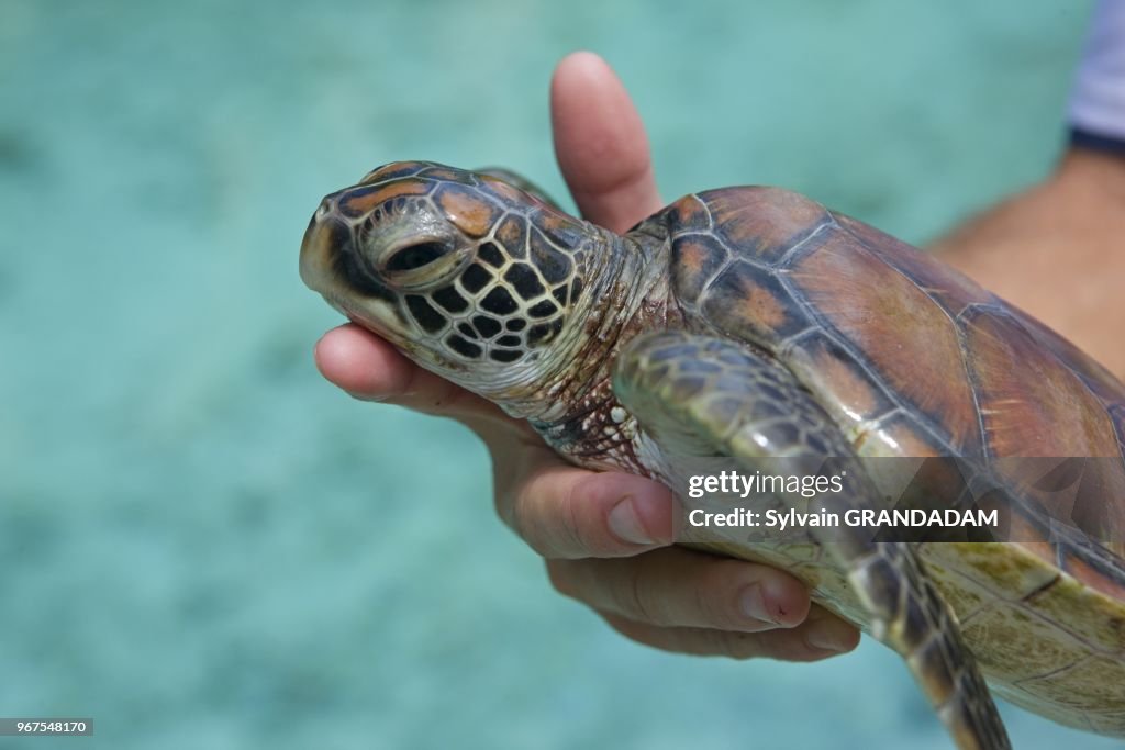 FRENCH POLYNESIA, LEEWARD ARCHIPELAGO, BORA BORA ISLAND, TURTLE