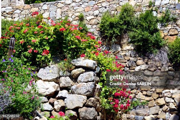 Muret fleuri de geraniums dans le village de Lumio en Balagne au mois de mai.