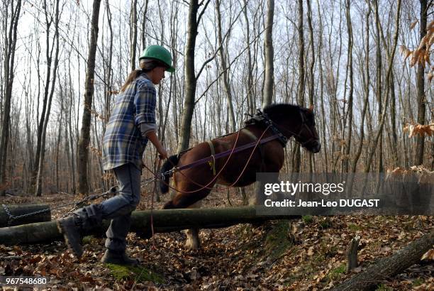 Vosges. Moriville. Foret de Fraize.Eclaircie et d?tourage en parcelle de feuillus de plus de 15 ans. Jument ardennaise.