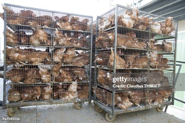 Agriculture. Elevage industriel de poules pondeuses. Livraison des poules isa brown dans des cages.