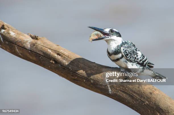 Un martin-pêcheur pie assis sur son perchoir avec un poisson dans son bec. Parc Kruger, Mpumalanga, Afrique du Sud.