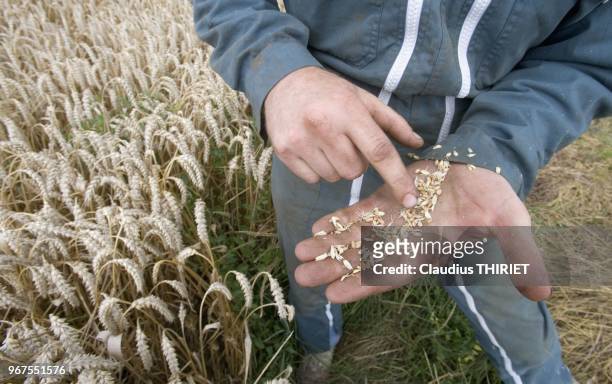 Agriculteur dans sa parcelle de ble a maturite controlant la qualite de son grain et son stade de maturite.