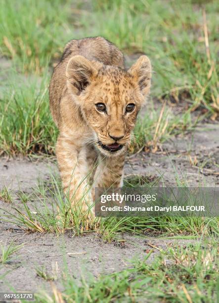 Lionceau , Delta de l'Okavango, Botswana.