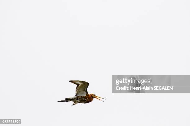 Oiseau marin en vol dans le fjord Hvalfjordur, Islande.