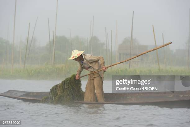 Birmanie, état Shan, lac Inle, ramassage des algues dans la brume//Myanmar, Shan state, Inlay lake, collection of algae in the mist.