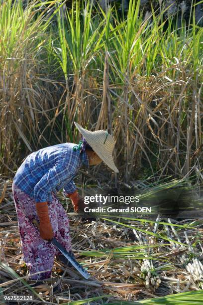 Birmanie, état Shan, lac Inle, récolte de canne à sucre//Myanmar, Shan state, Inlay lake, sugarcane harvest.