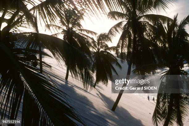 Brésil, état Rio Grande Do Norte, plage près de Natal et ses cocotiers//Brazil, state Rio Grande Do Norte, beach near Natal and its coconut palms,...