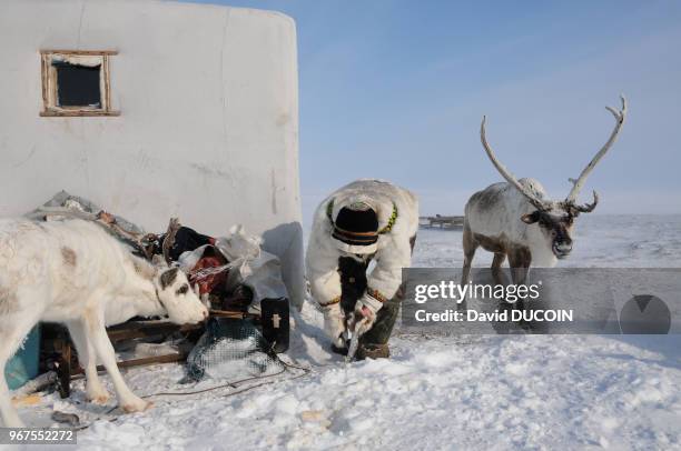 Kostia nourri son renne blanc sacré avec du poisson, 27 avril 2014, péninsule de Taïmyr, Sibérie, Russie.