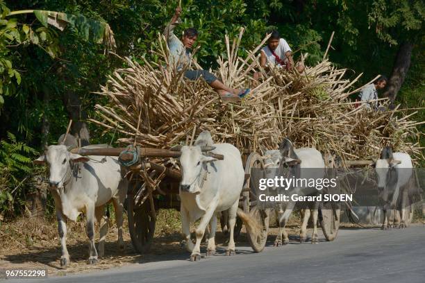 Birmanie, état Shan, lac Inle, char à boeufs pour transporter la canne à sucre à l'usine//Myanmar, Shan state, Inlay lake, oxcart to carry the...