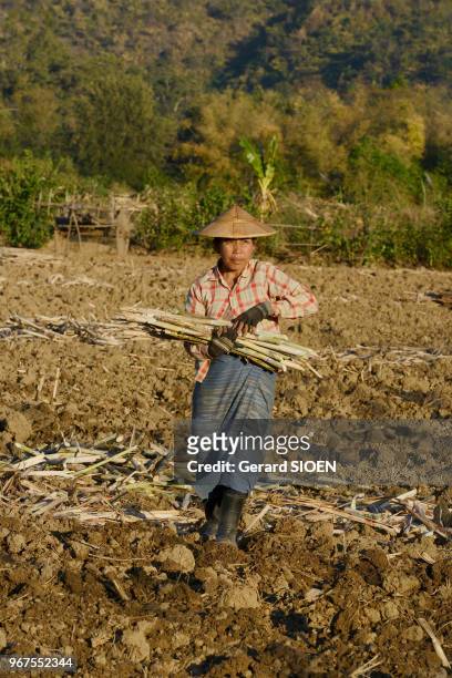 Birmanie, état Shan, lac Inle, paysanne plantant la canne à sucre//Myanmar, Shan state, Inlay lake, woman farmer planting sugarcane.