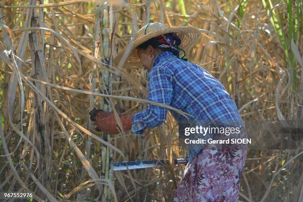 Birmanie, état Shan, lac Inle, récolte de canne à sucre//Myanmar, Shan state, Inlay lake, sugarcane harvest.