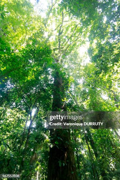 Tronc d'arbre, Parc national du Corcovado, 22 mars 2015, littoral de la peninsule d'Osa, Costa Rica.