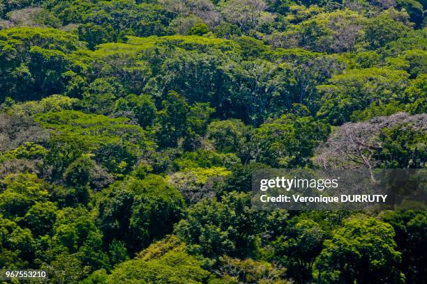 Vue aérienne, Parc national du Corcovado, 23 mars 2015, littoral de la peninsule d'Osa, Costa Rica.