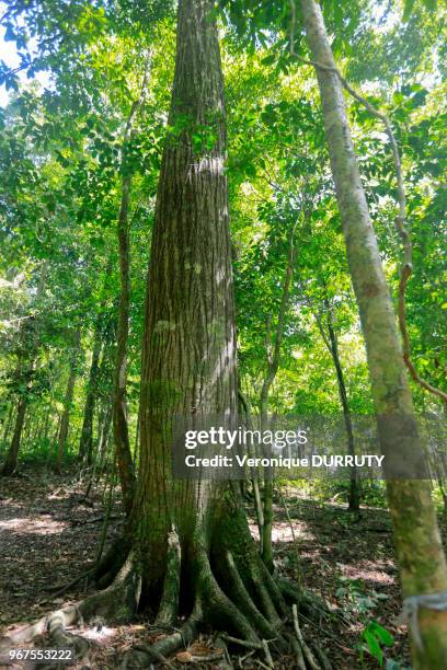 Tronc d'arbre, Parc national du Corcovado, 22 mars 2015, littoral de la peninsule d'Osa, Costa Rica.