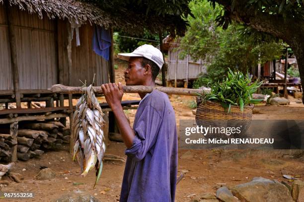 Madagascar, Nosy Be area, Island of Nosy Ambariovato , Mozambique Channel, near the village Tsara Komba Lodge involved in its development .