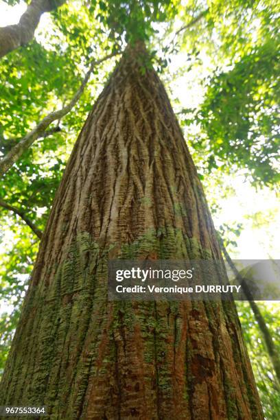 Tronc d'arbre, Parc national du Corcovado, 22 mars 2015, littoral de la peninsule d'Osa, Costa Rica.