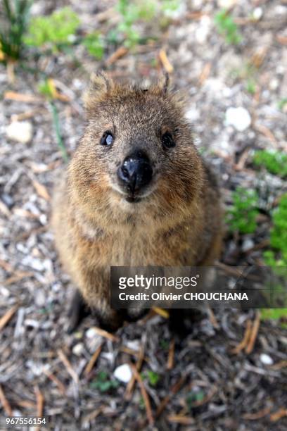 Quokka sur l'ile de Rottnest a cote de Perth le 16 novembre 2015, Australie. Le quokka est un petit marsupial de la famille des macropodidés, la meme...