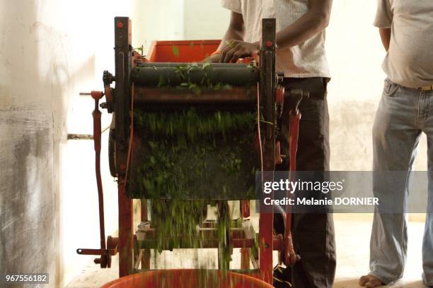 In the indian countryside arround Bangalore, the farm of Ramesh Reddy is dedicated to hatch the eggs of silkworm and keep them for the first seven...