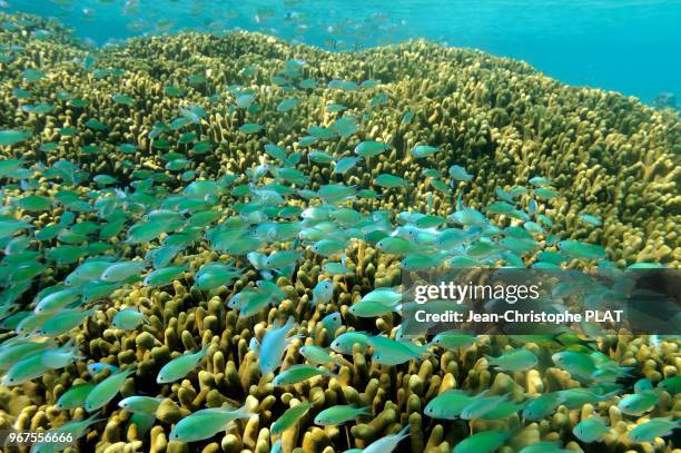 Banc de poisson dans une barriere de corail, le 14 octobre 2011 dans les iles Togians, Sulawesi, Indonesie.