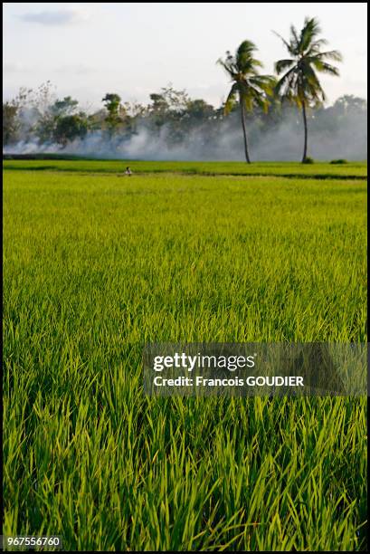 Rizières dans les environs de Melolo à Sumba en octobre 2014, Indonésie.