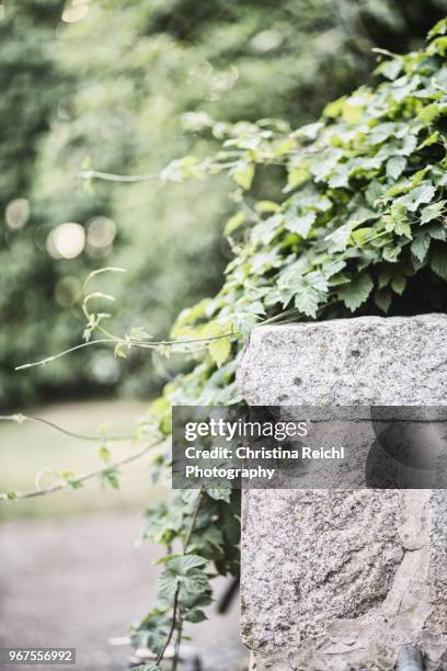 ivy and hop growing around a granite wall - christina ramos - fotografias e filmes do acervo