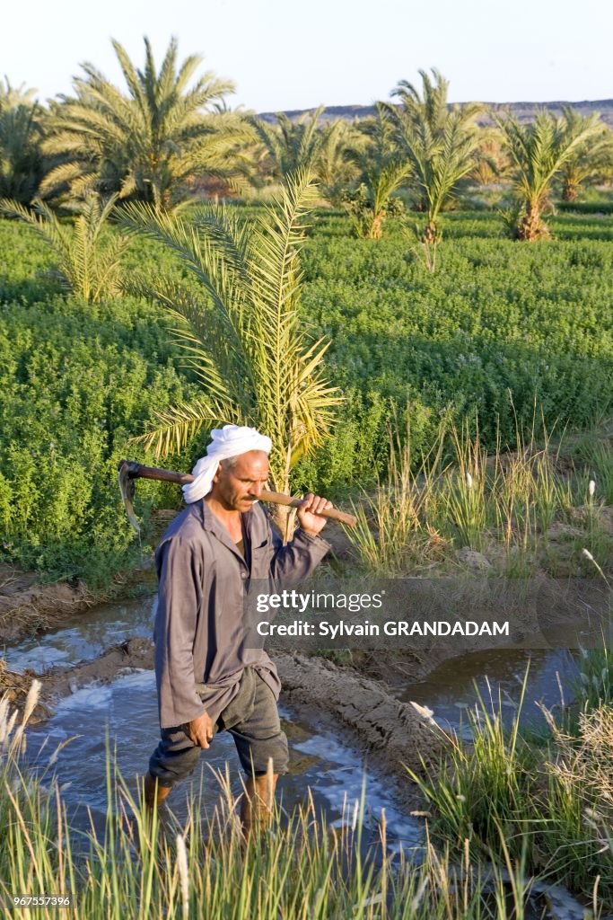 Oasis of Bahariya, Egypt, Africa