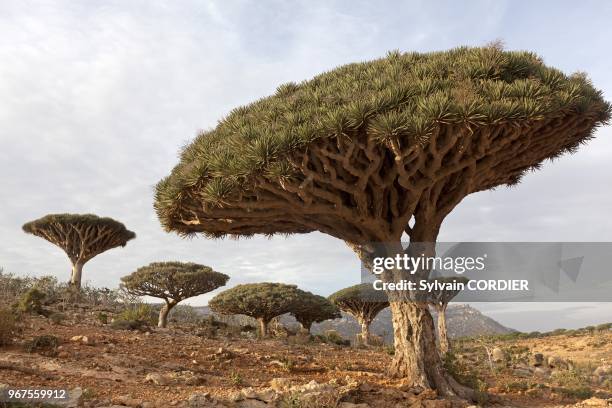 Yemen, Aden Governorate, Socotra Island, listed as World Heritage by UNESCO, Homhil plateau , Dragon's blood tree , at sunset.