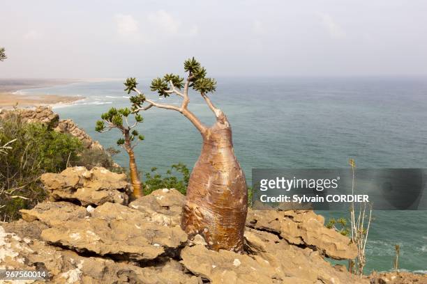 Men, Gouvernorat d???Aden, ??le de Socotra, class??e Patrimoine Mondial de l'UNESCO, plage de Qadub, // Yemen, Aden Governorate, Socotra Island,...