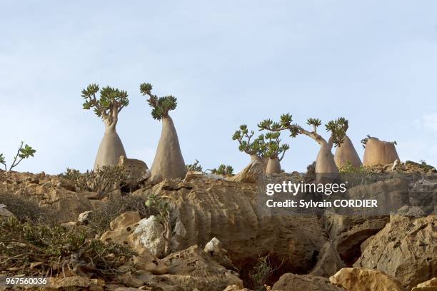 Yemen, Aden Governorate, Socotra Island, listed as World Heritage by UNESCO, Homhil plateau , Rose of Desert .