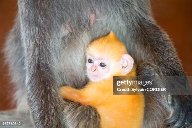 Asie, Bornéo, Malaisie, Sabah, Labuk Bay, Semnopithèque à coiffe ou Langur argenté , adulte et jeune de couleur orange.